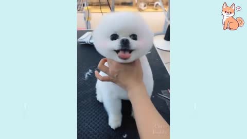 Cute#Funny#Smart Dogs Compilation