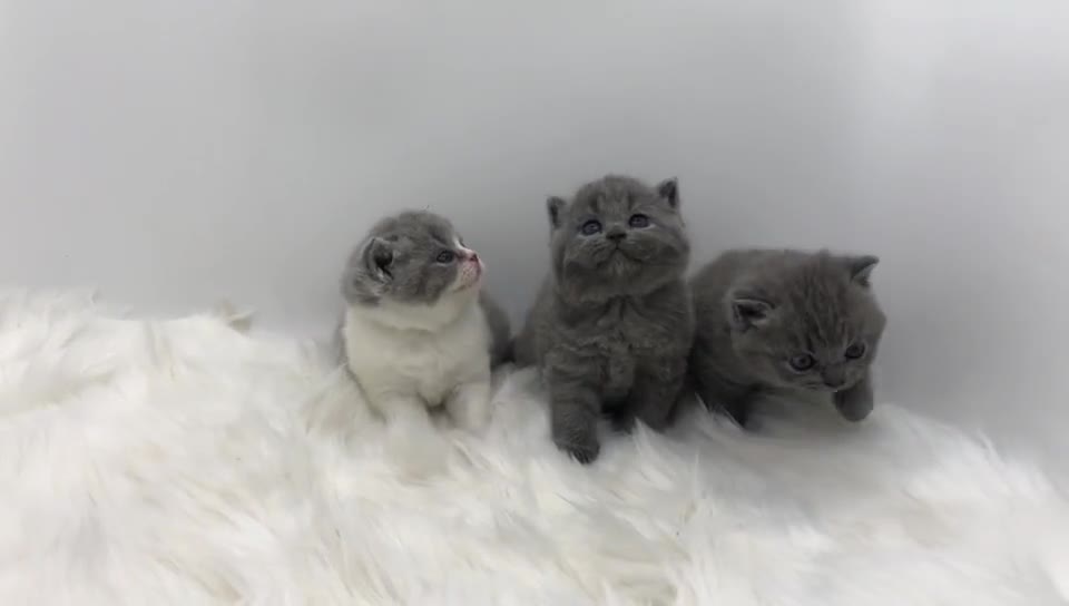 The kitten is so cute