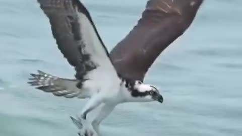 Eagle Hunting Skills