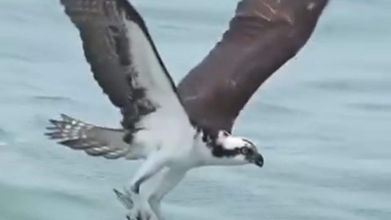 Eagle Hunting Skills