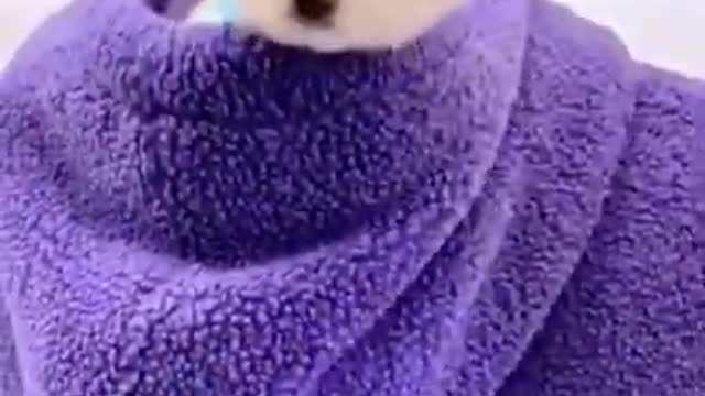cute poppies videos