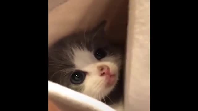 Cute baby cat funny laughing