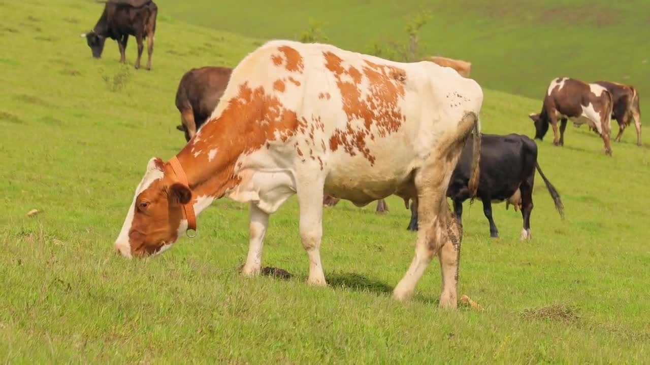 Cows together grazing in a field. Cows running into the camera