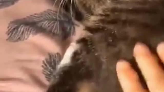 This kitten knows How to imitate its owner
