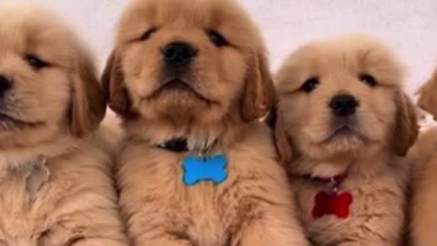 Super handsome golden retriever puppies 🐶🐶