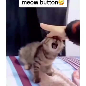 The Cat with the Bell😹 Try Not Laugh