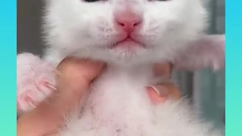 Cute and Funny Cat Video