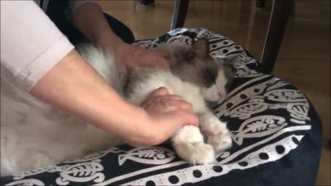 Cat massage with Hugo Boss the Ragdoll