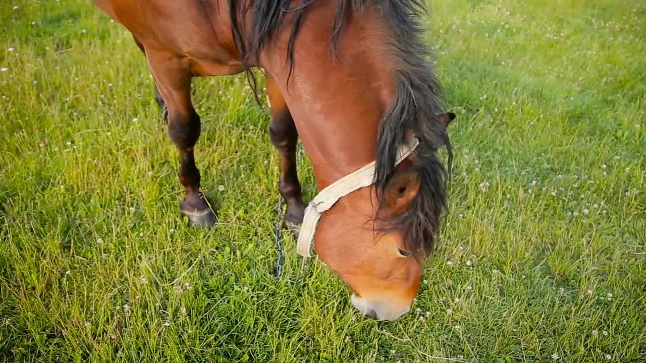 Horse in the field