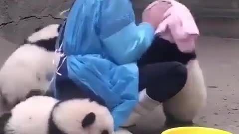 cute panda