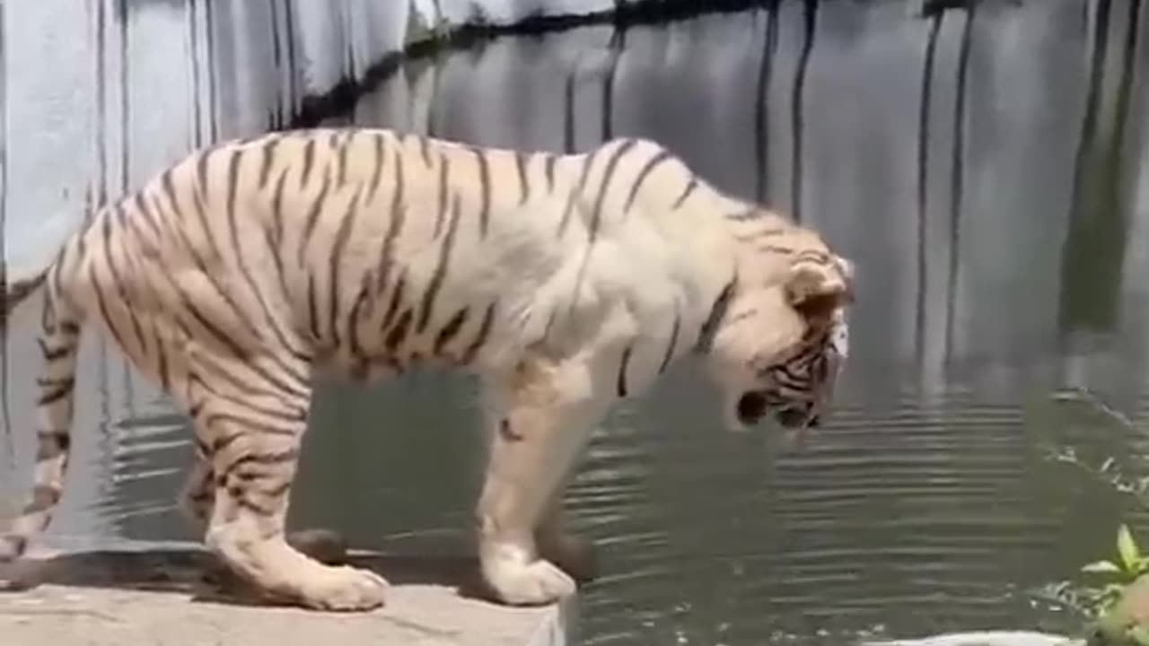 Funny tiger gigling water from mouth