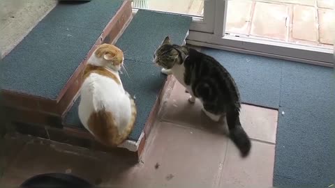 Craziest Cat Fights