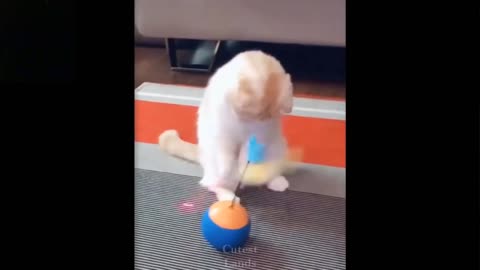 smart and smart cats