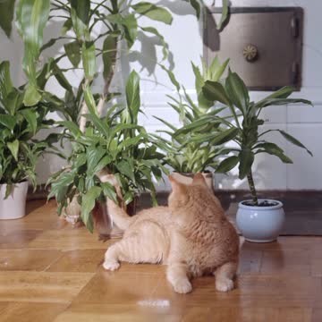 #rumble #rumblecats #rumbleviral #rumblefeature #rumblevidoes #featurevideo #viralvideo