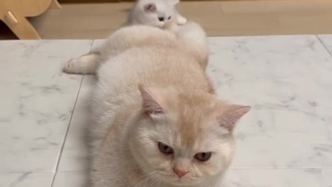 Funny Behaviour of cat🐱