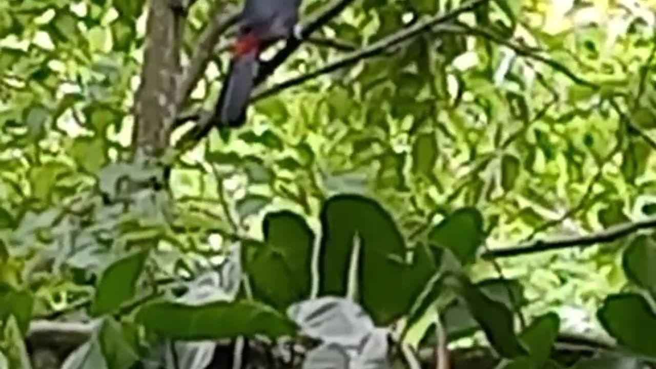 Apareceu um tucano