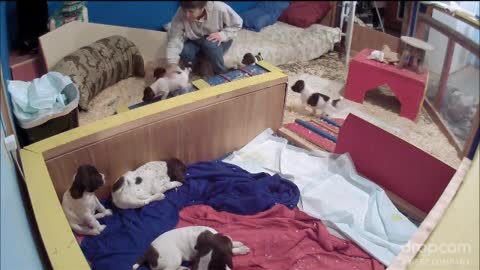 Jager Traumen Kennels - Raising A Litter/Agility/Misc