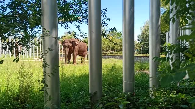Elephants look so strong from a distance
