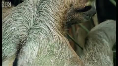 The 'Busy' Life of the Sloth | BBC Earth
