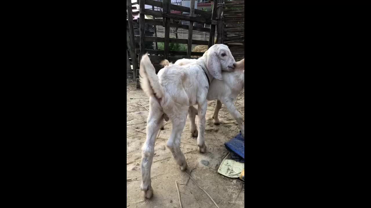 Cute little buck playing together