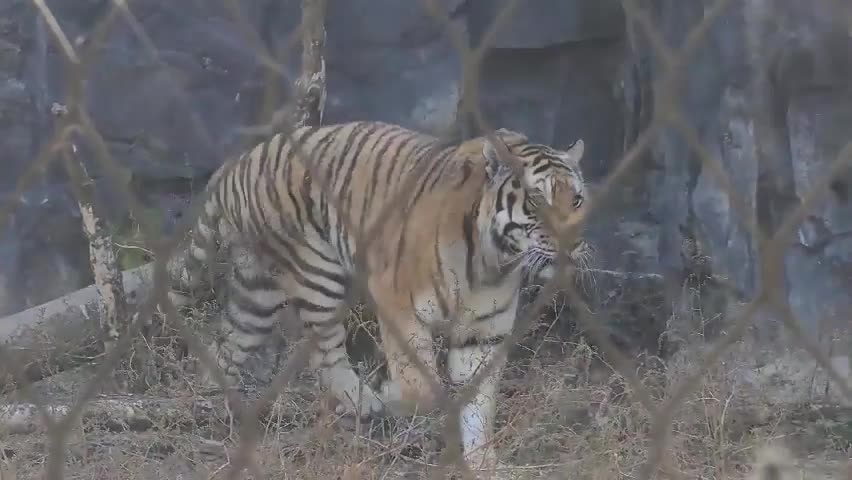 Giant tiger is looking for prey