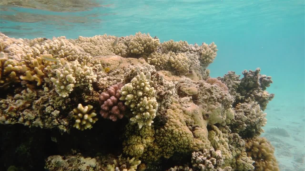 Beautiful Coral Reef and Tropical Fish