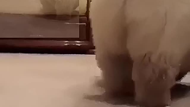 A bouncing puppy