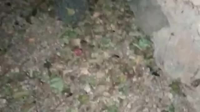 Did you see the hedgehog crying?