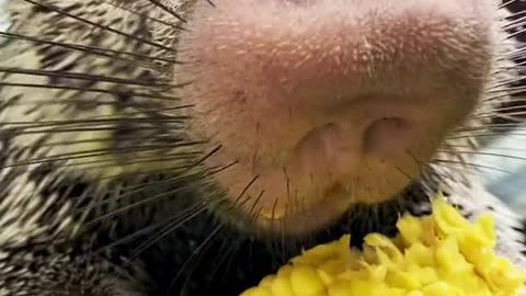 A small porcupine eats corn.