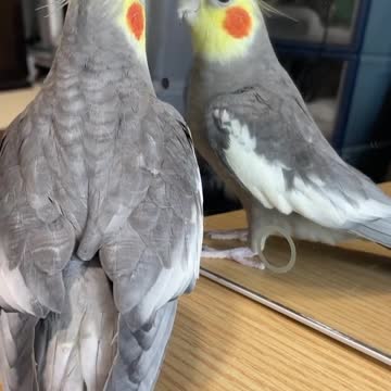 The owner of the cockatiel bird makes sounds and the bird imitates it in an amazing and beautiful