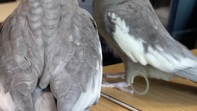 The owner of the cockatiel bird makes sounds and the bird imitates it in an amazing and beautiful