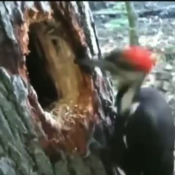 Pandemic in Brazil and the pica pau working