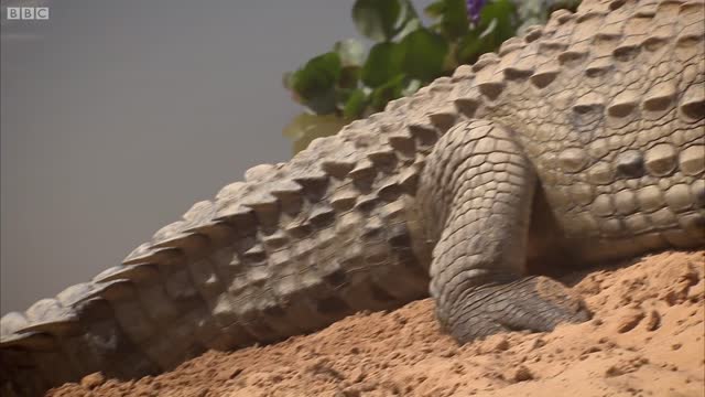 Orinoco Crocodile Protects Her Nest | Deadly 60 | BBC Earth