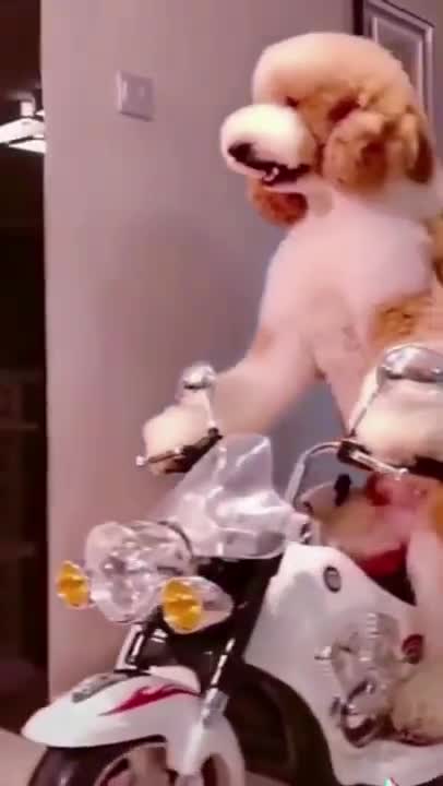 motorcycle dog