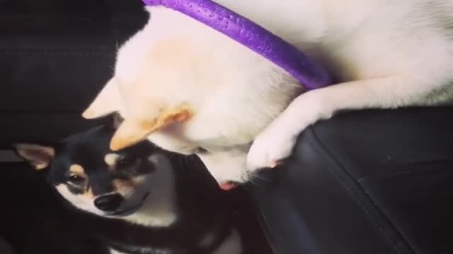 2 cute dogs