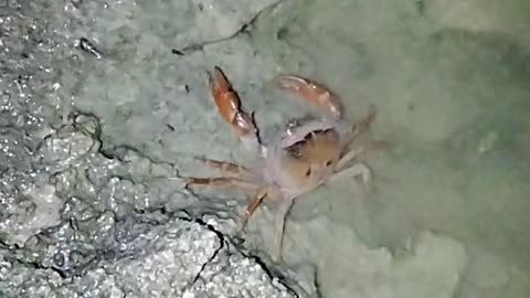 Crab in water searching food...
