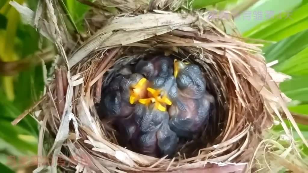 A mother bird who feeds small birds