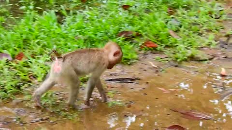 Tiny baby monkey Rojo crying no sound