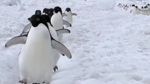 Penguins line up on the sea ice