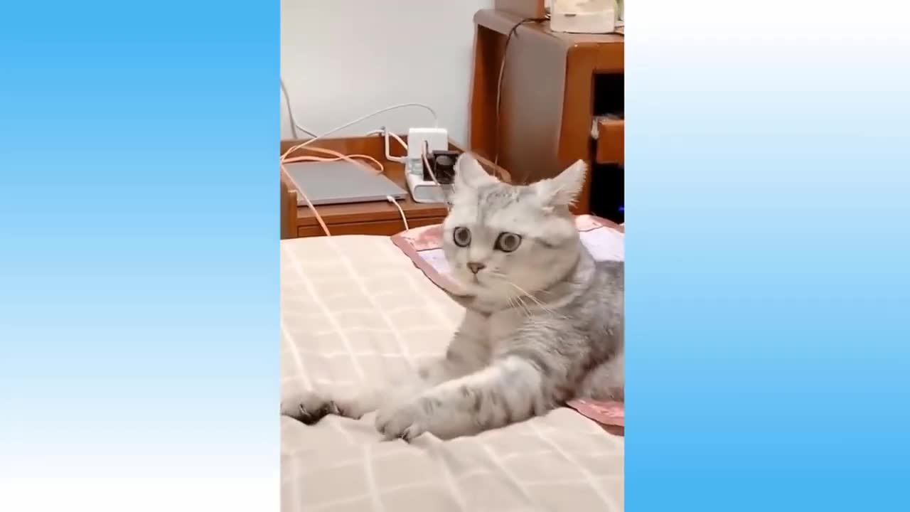 Cat recorded in hiding look what happened