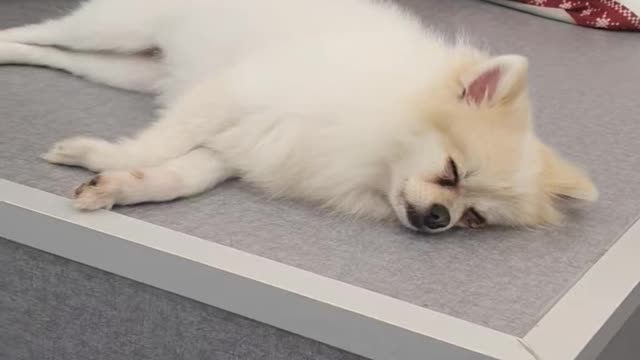 Have fun and happy time with puppys 5