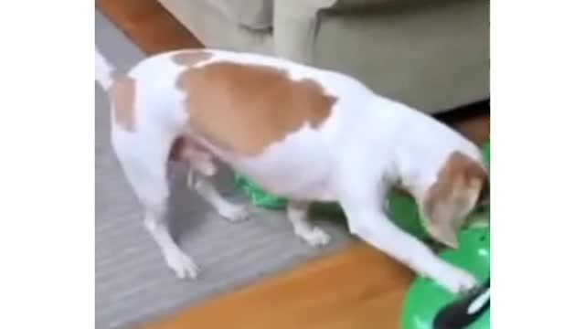 dog pranked with Alien,funny dog,cute dog 2021