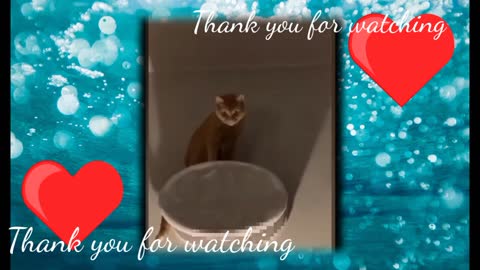 Funny cats videos