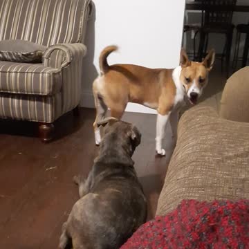 "Wanna Play Again?" says Tucker Carlson.