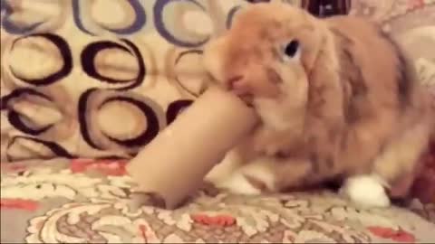 Pekora rabbit eating toilet paper roll - Animal hololive