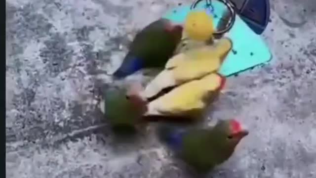 Bird Basketball