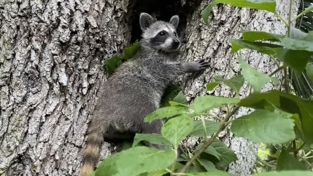 Trump the Raccoon