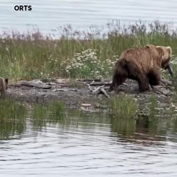 WATCH : Bear Cub Riding In Style! 😎