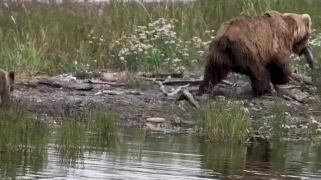 WATCH : Bear Cub Riding In Style! 😎