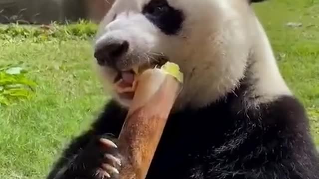 The panda